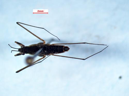 Gerris buenoi